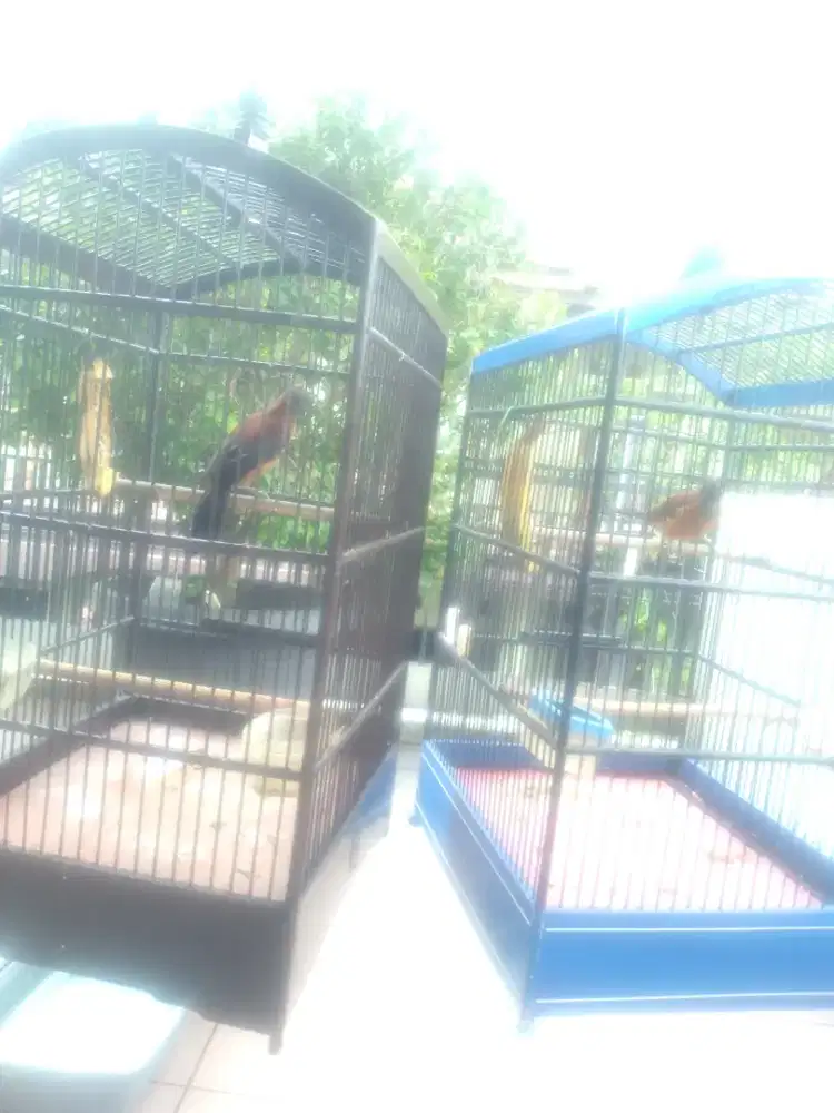 Burung cucak papua Pitohui