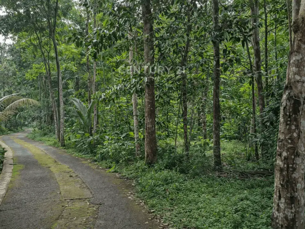 Tanah 1175m2 Di Cangkringan Ideal Untuk Bisnis Dan Investasi