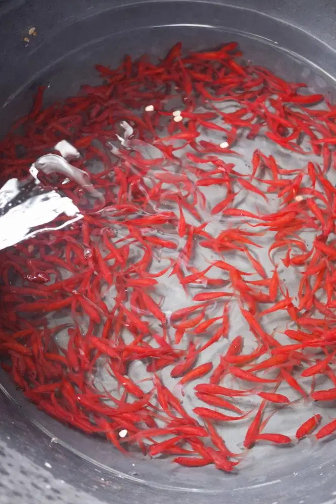 Anakan Toman Red High Quality – Bakat Warna Cerah!