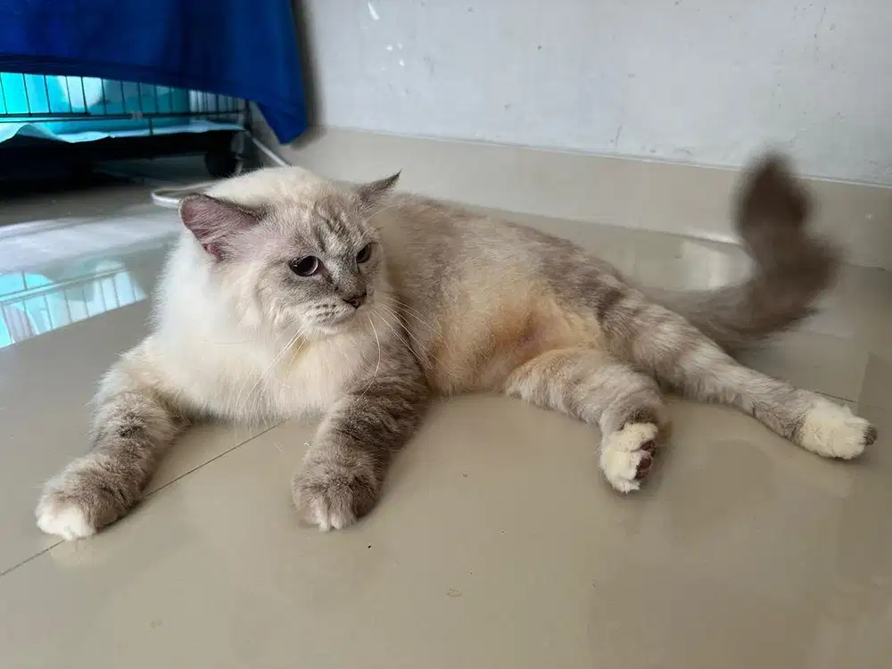 Lepas adopt Kucing himalaya