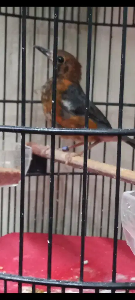 Anis merah trotol jantan