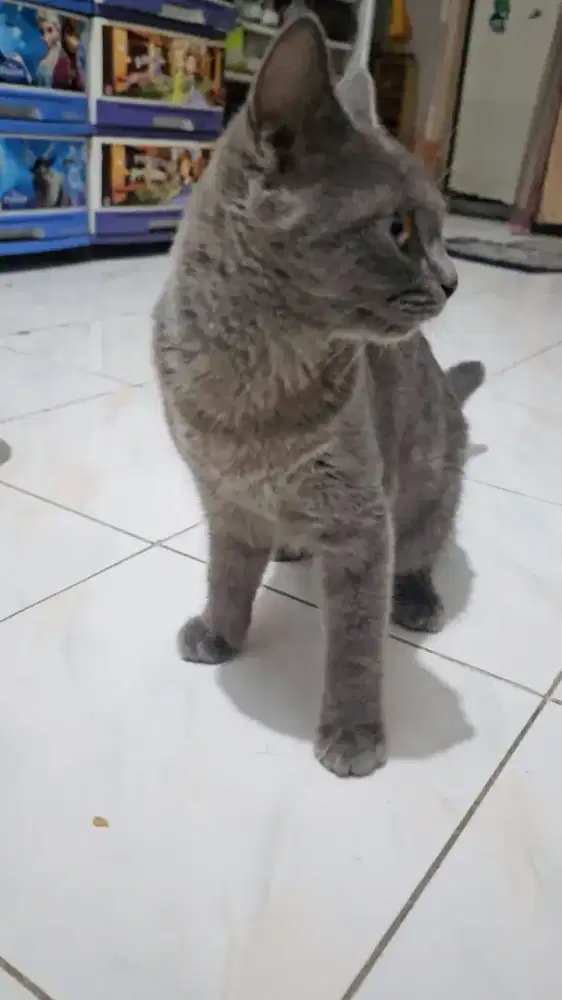Kucing bsh jantan