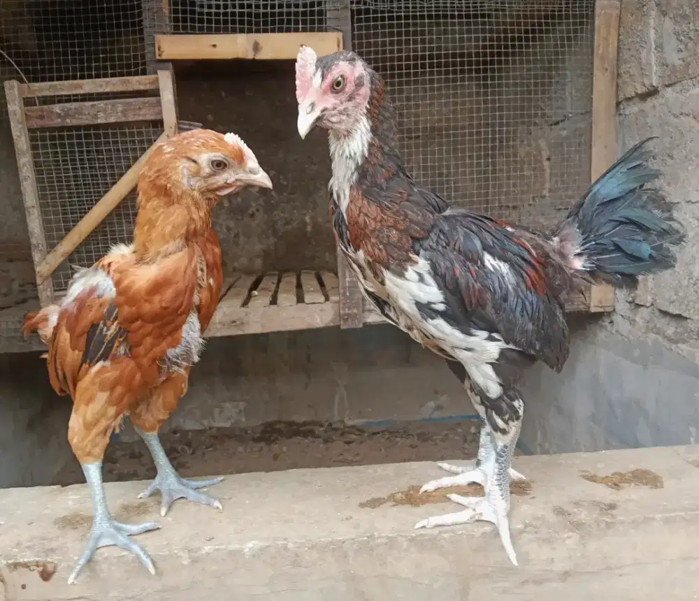 AYAM PELUNG SEPASANG