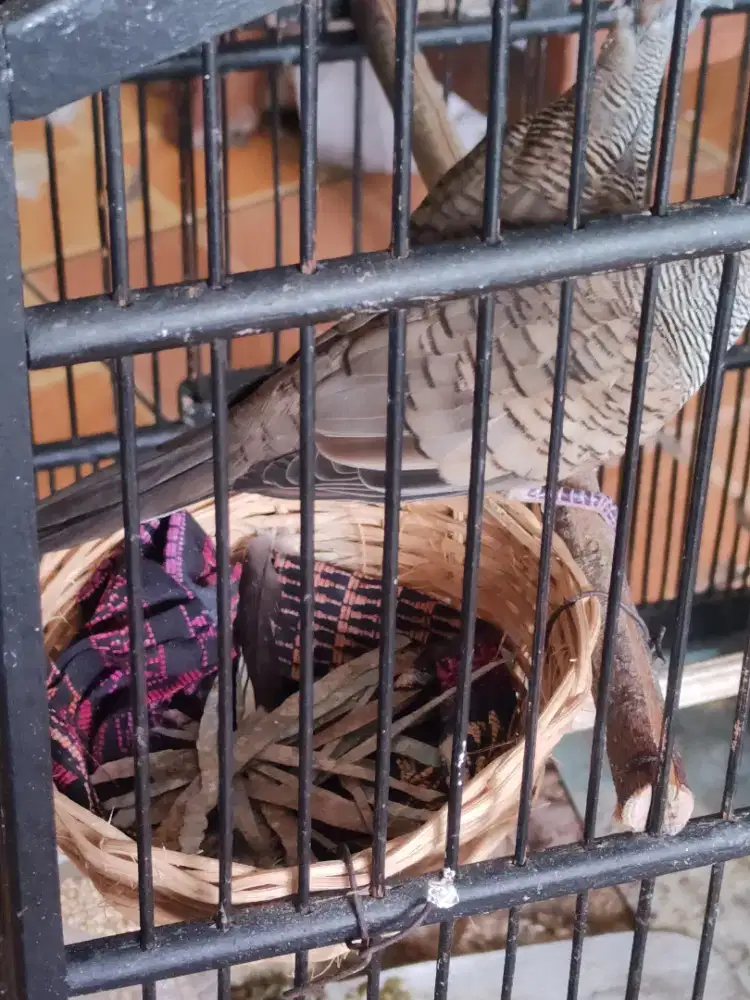 Perkutut Bangkok x lokal jodohan