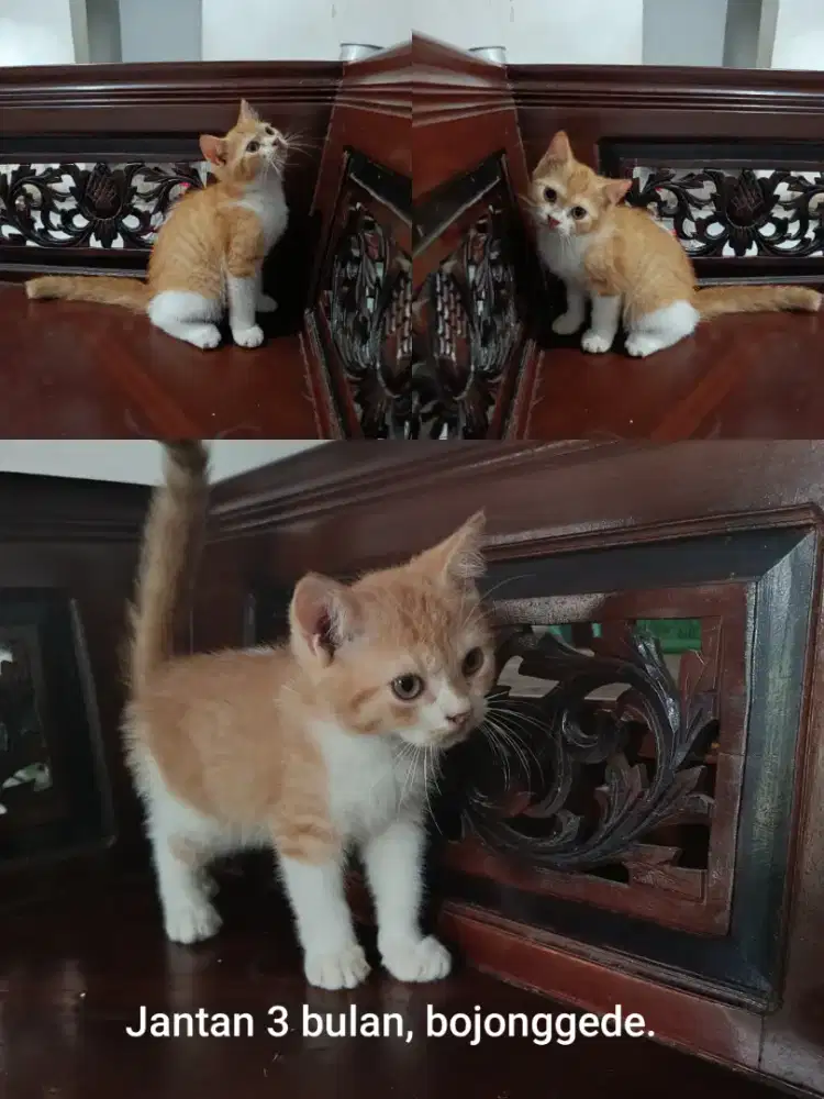 Lepas adopt kitten persia mixdome