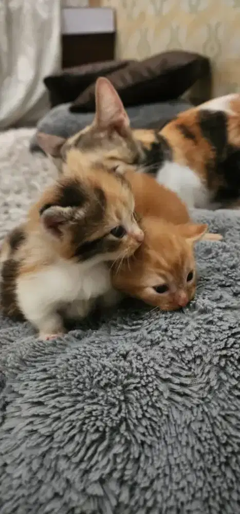 Monskins cebol betina