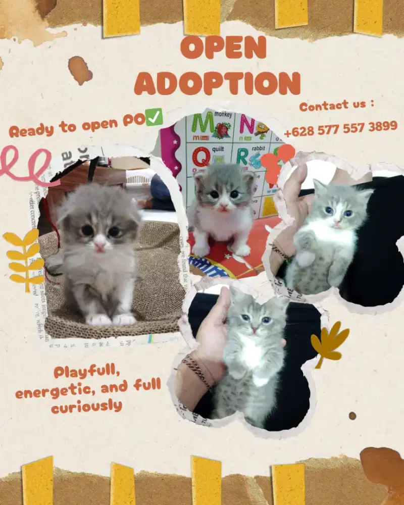 Kucing OPEN ADOPT / OPEN PO BSH Munchkin gemoy dan BLH Scottishfold