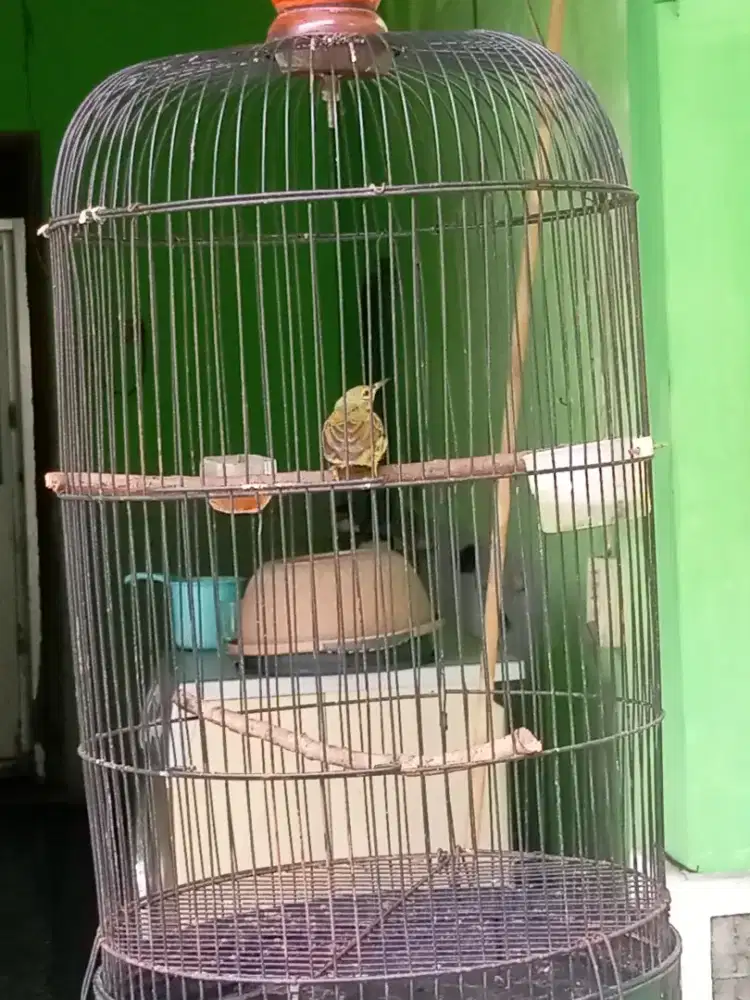 wiceh muda jantan bahan