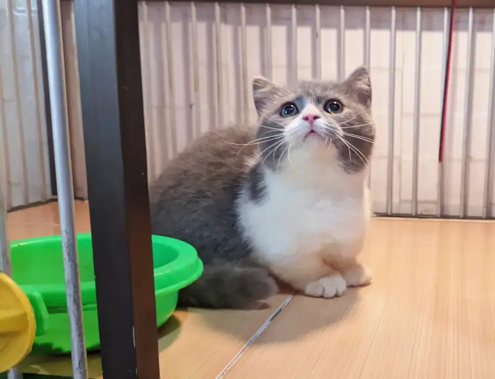 Kucing kitten munchkin bsh top standart blue bico