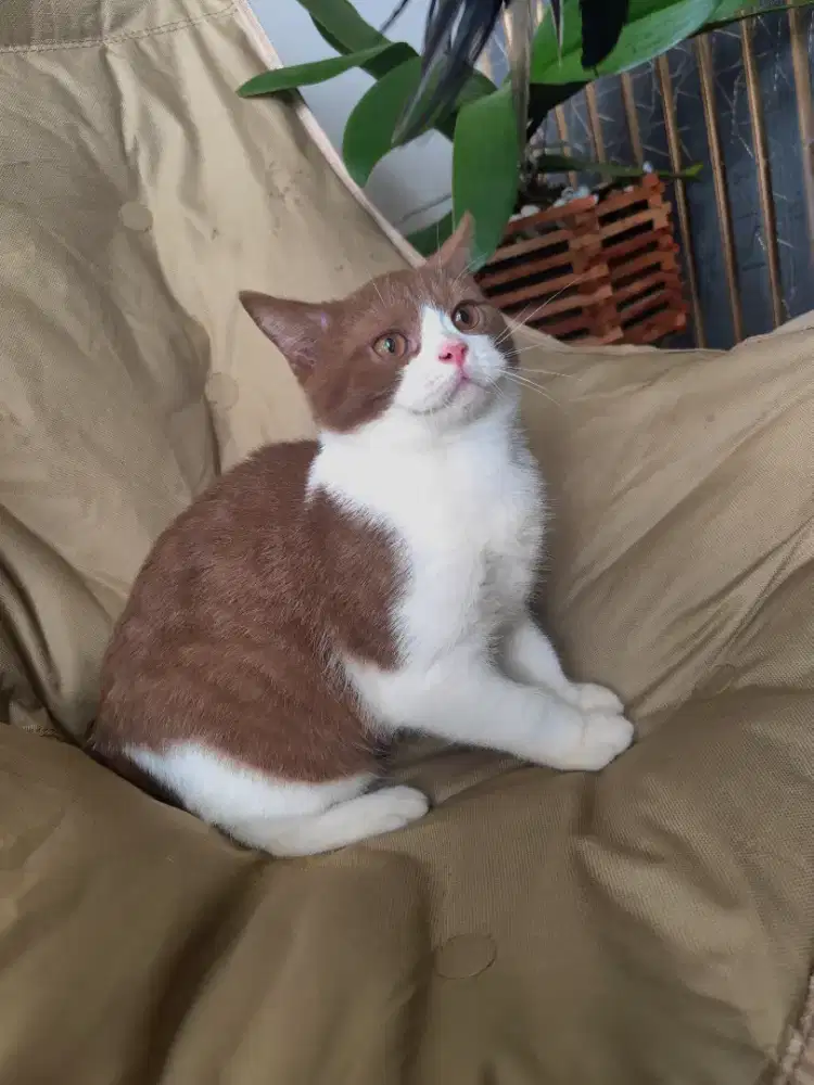 Lepas adopt BSH SHORT HAIR,