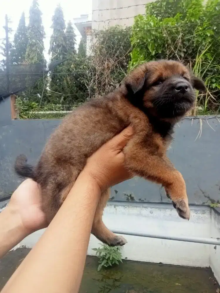 Anak anjing sepasang lepas adopsi baca keterangan