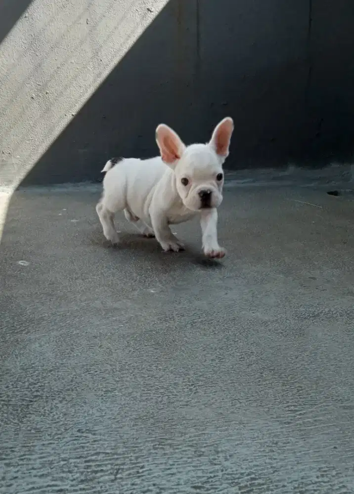 Jual anjing French Bulldog jantan