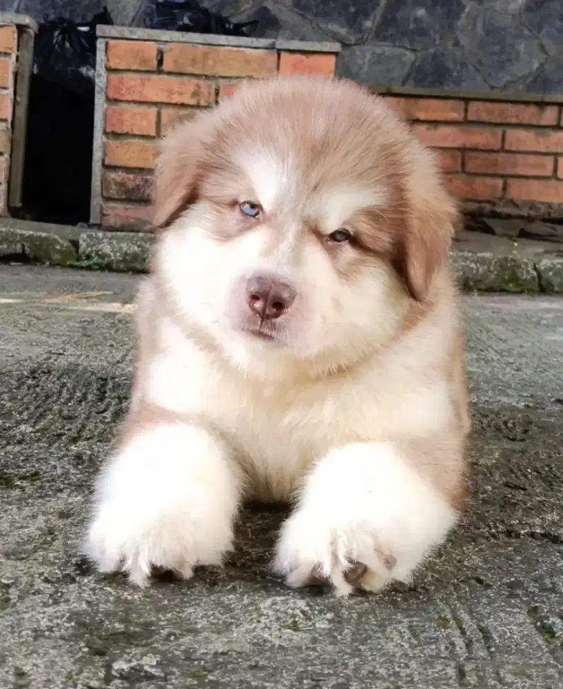 Alaskan malamute jantan