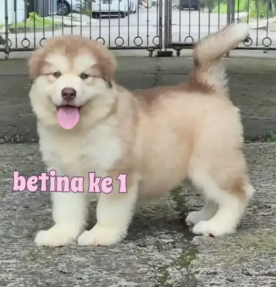 Alaskan malamute betina