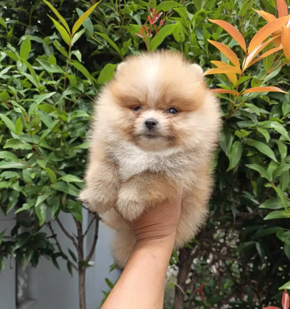 Mini pom super lucu betina