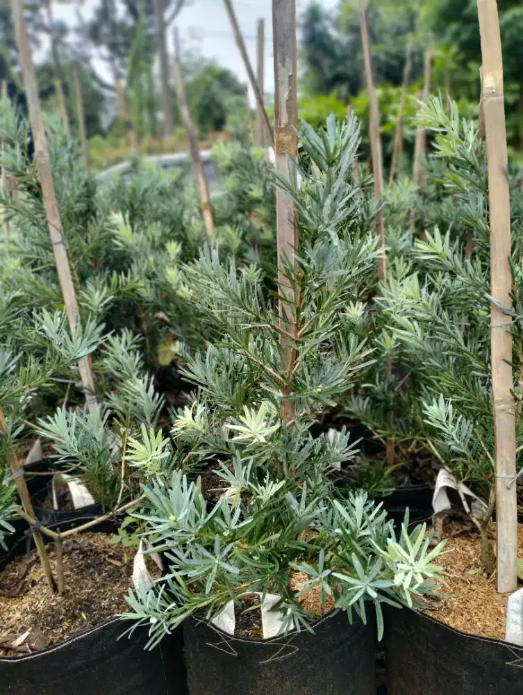 Pohon Lohansung Blue ice Pohon lohansung silver