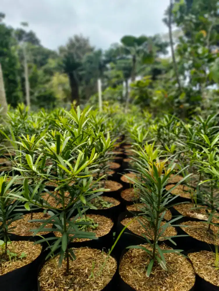 Bibit Pohon Lohansung Taiwan