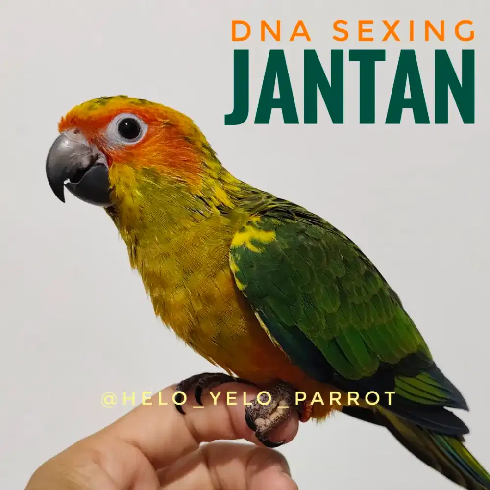 Sun Conure / Sunconure DNA Sexing Jantan