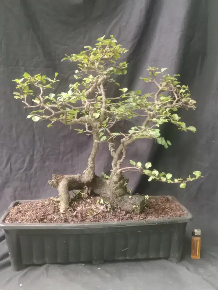 Bonsai rukem raft