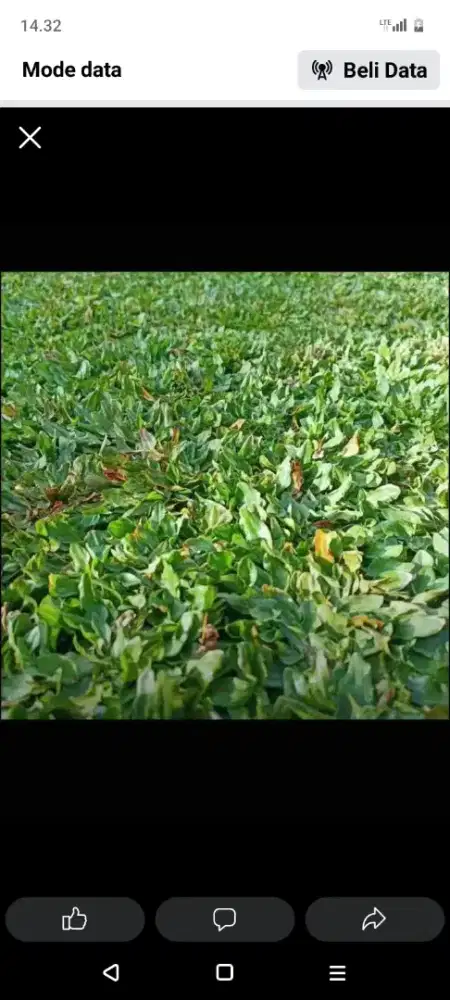 Rumput gajah mini dll