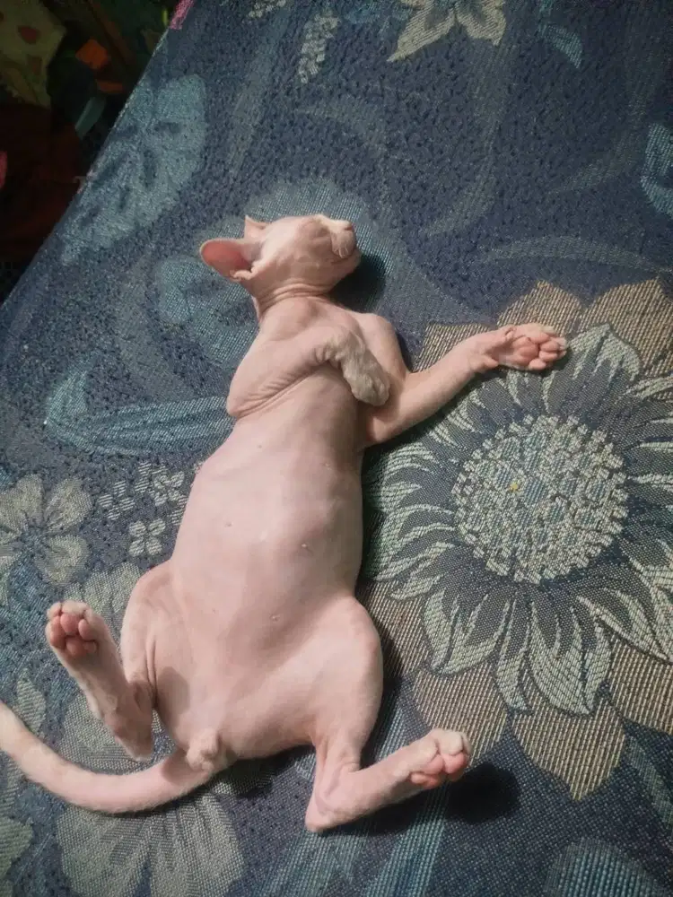 Kucing sphinix x bsh