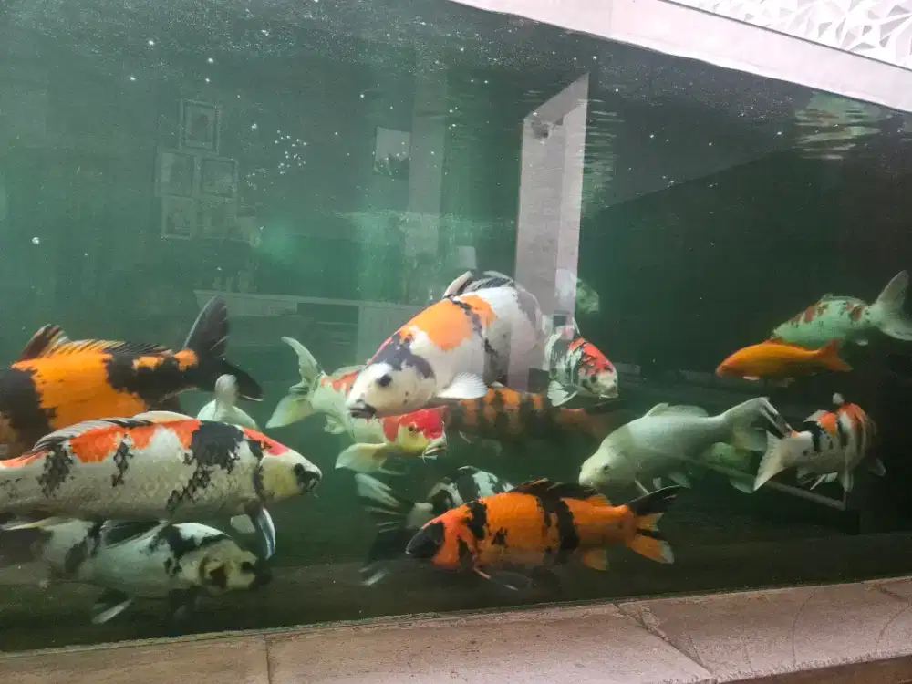 Jual Ikan koi borongan