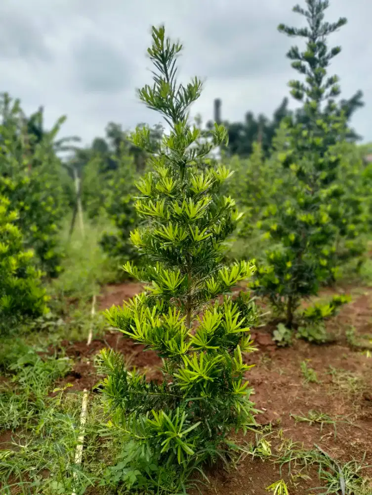 Pohon Lohansung Taiwan 1 meter