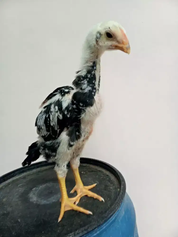 Sepasang  anakan shamo eropa x jepang