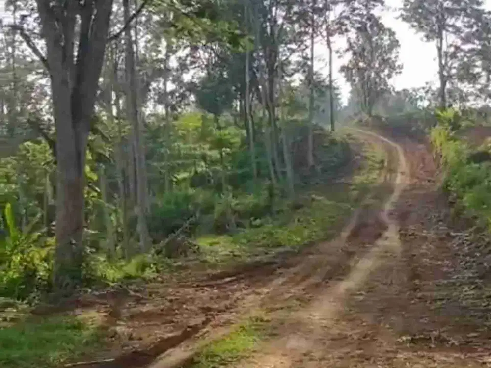 tanah untuk wisata di wonosalam Jombang siap bangun dan siap untuk dijadikan wisata baru.