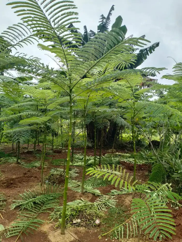 Pakis Brazil Pohon Solobium Parahyba