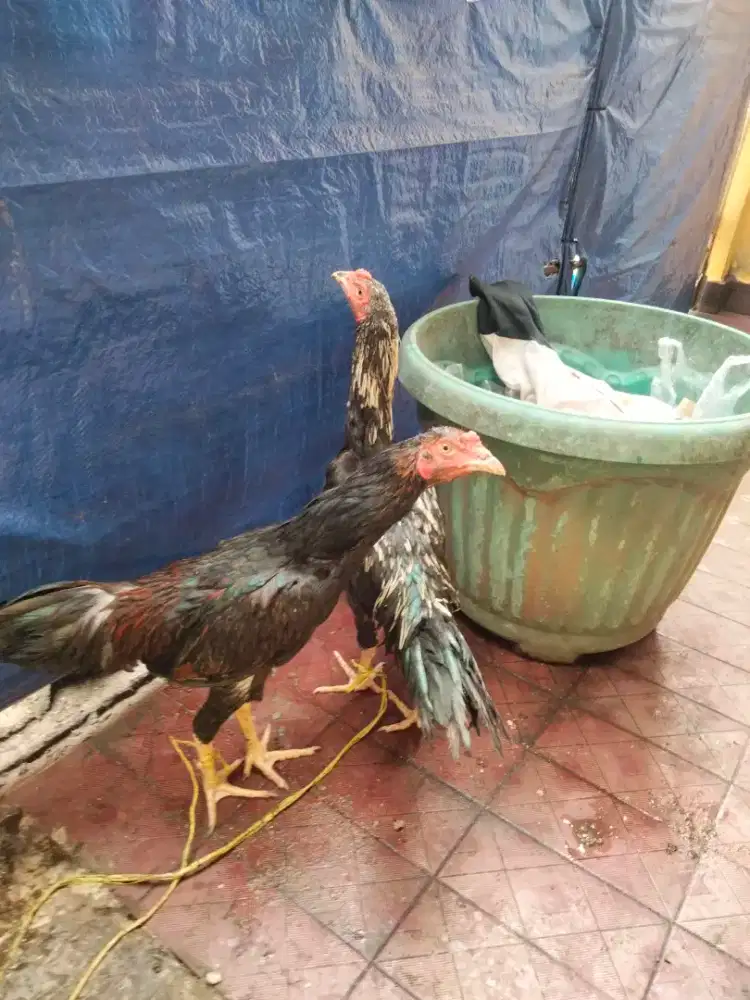 Ayam jago muda ras Birma