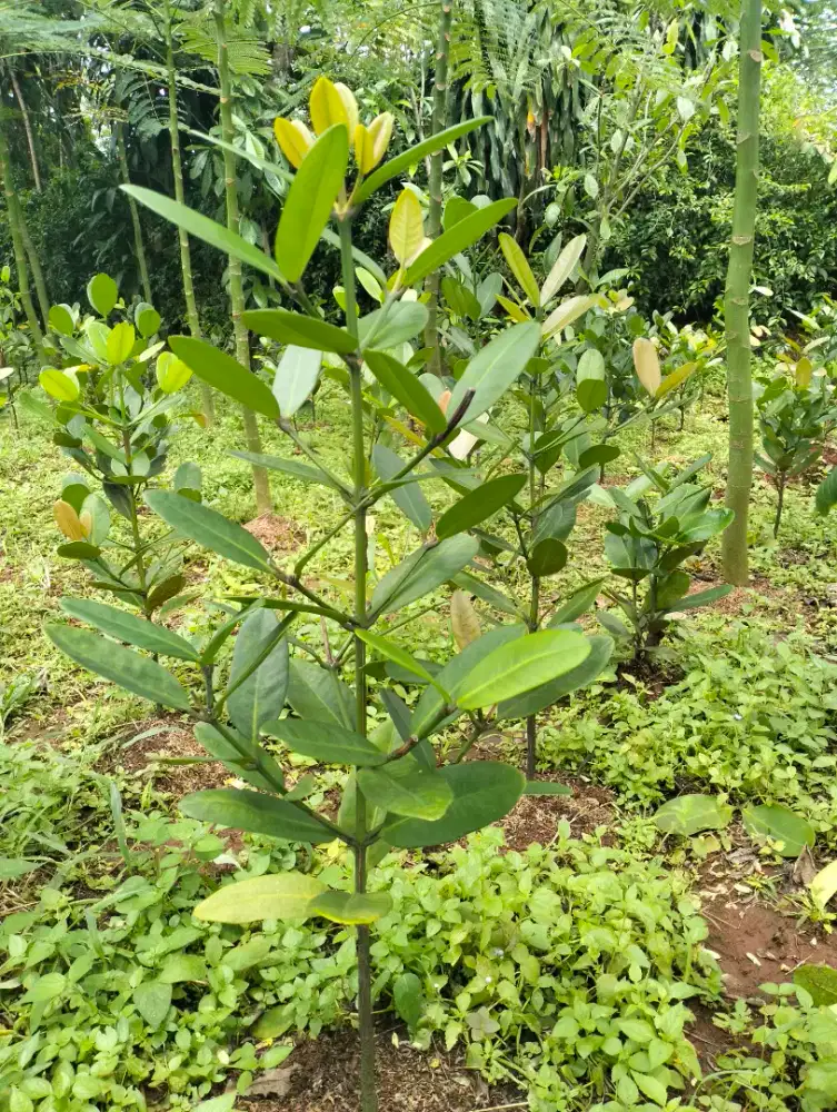 Garcinia Cambodia Pohon Garcinia
