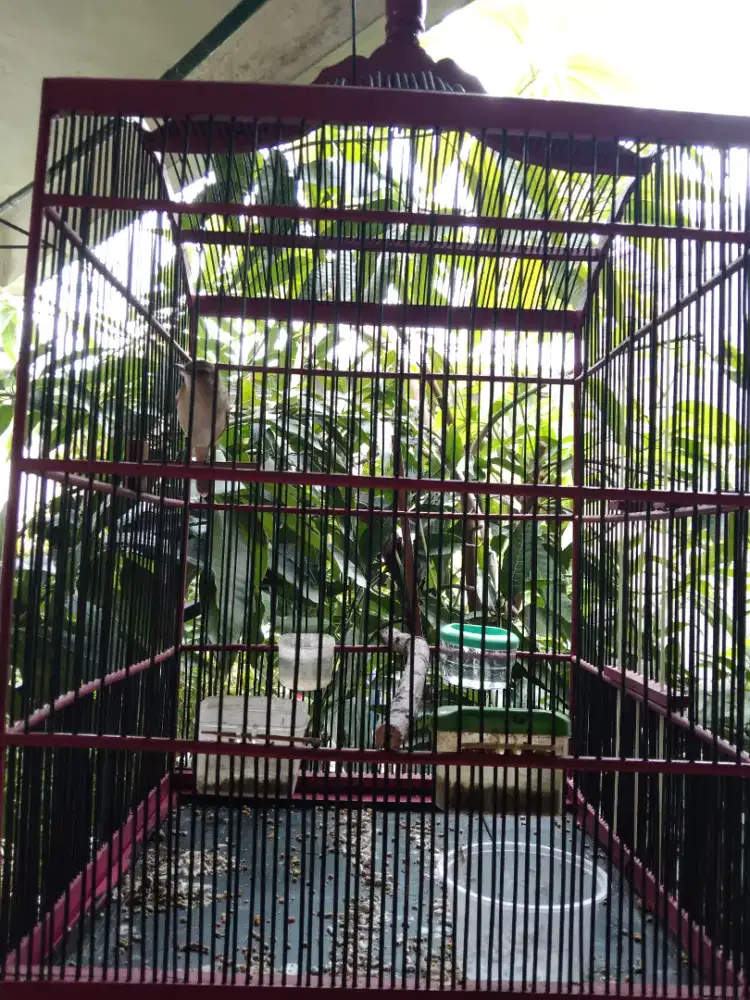 Kerak Basi Alis Putih