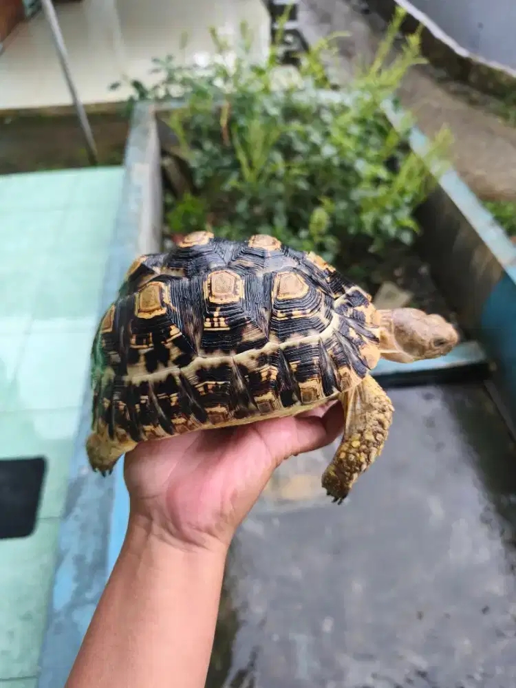 Kura Kura Darat Parda