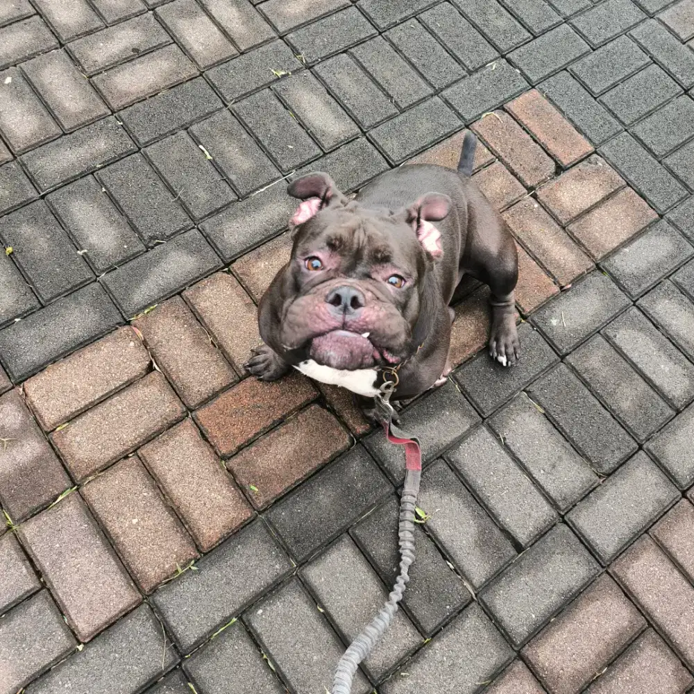 Pocket American Bully Female 2.5 Tahun