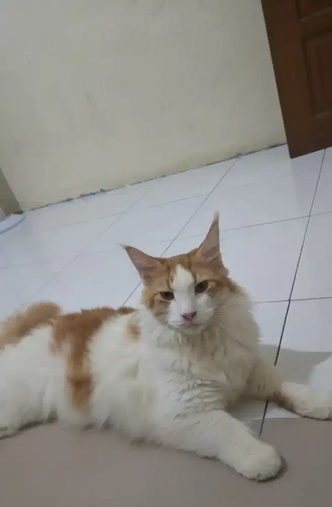 kucing mainecoon pedigree