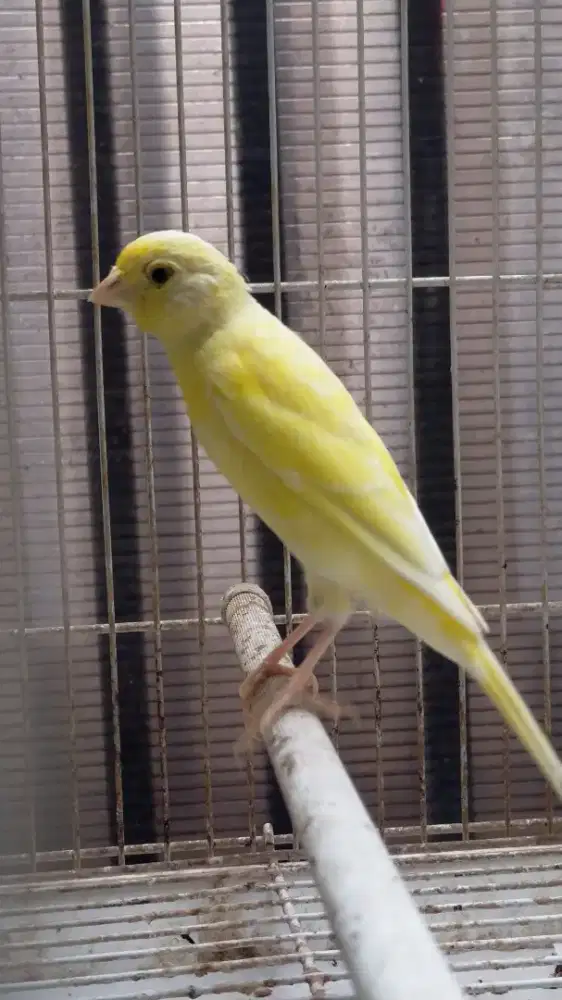 Burung kenari f1sfbb betina menuju siapan