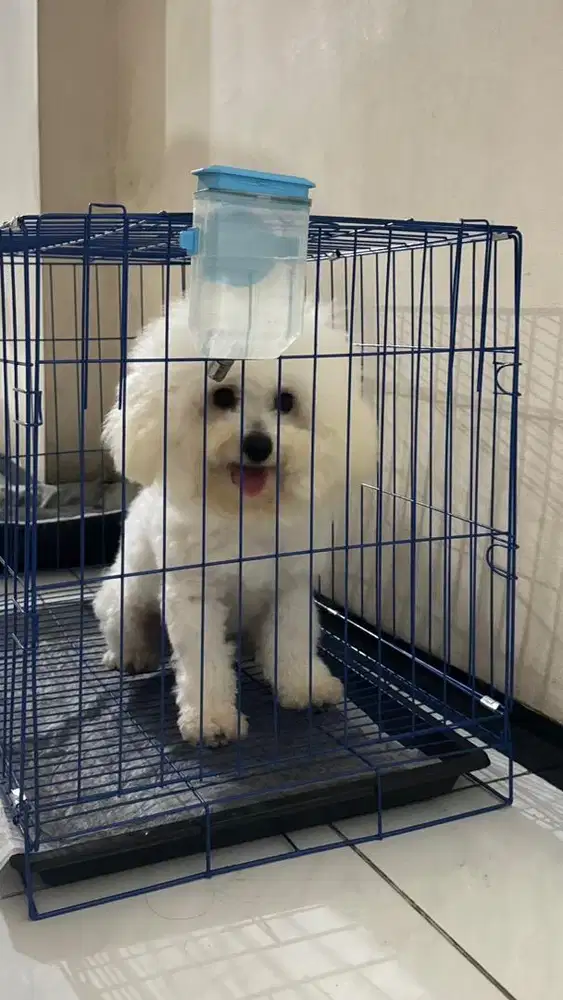 Anjing bichon frise mini stambum