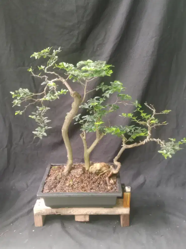 Bonsai jeruk kingkit