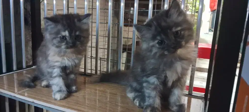 Lepas adopt sepasang persia peaknose bulu kapas
