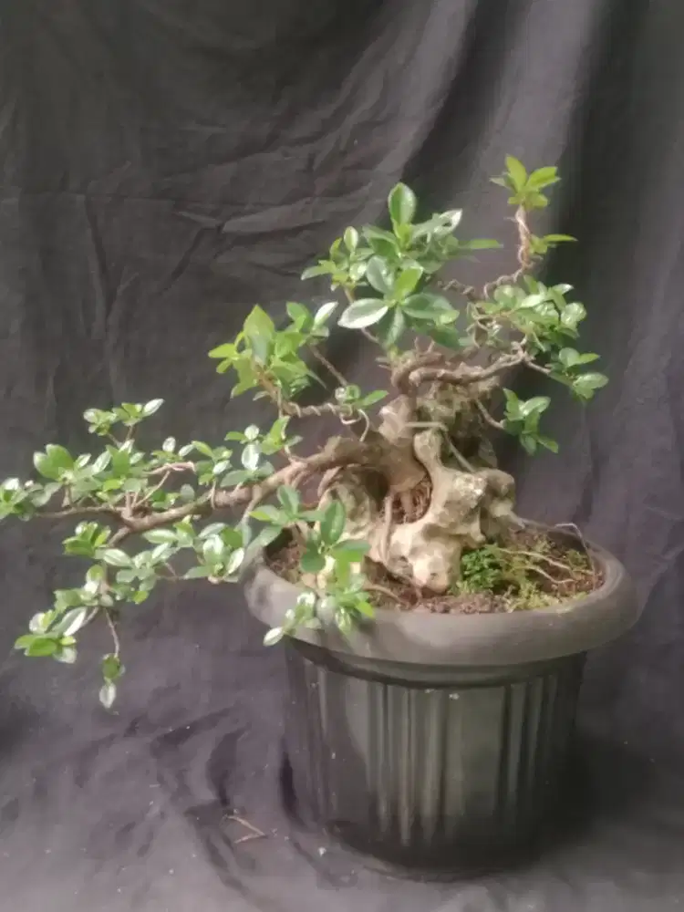 Bonsai beringin korea