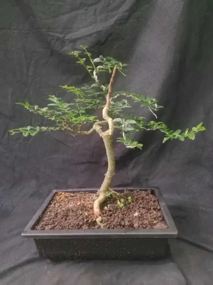 Bonsai jeruk kkngkit