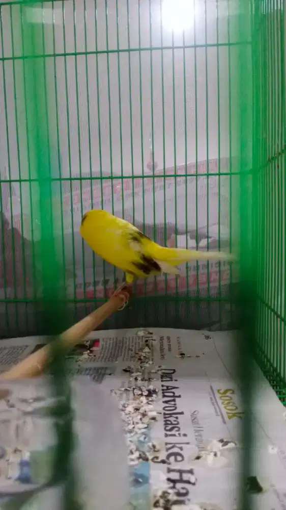 Kenari Ys foi 22 minus katarak seblah