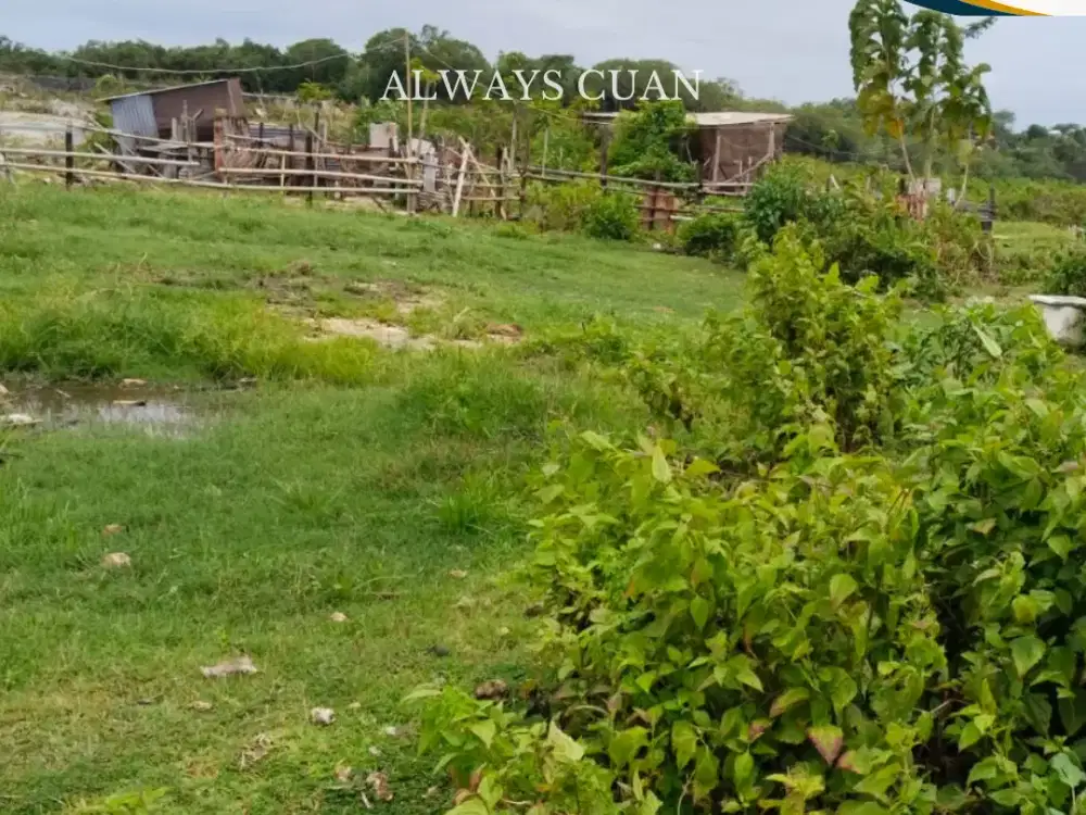 Tanah Datar Siap Dibangun Area Kutuh Bali