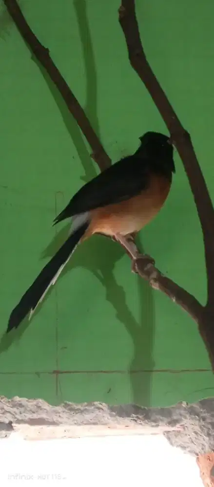 Muray Medan Betina figter