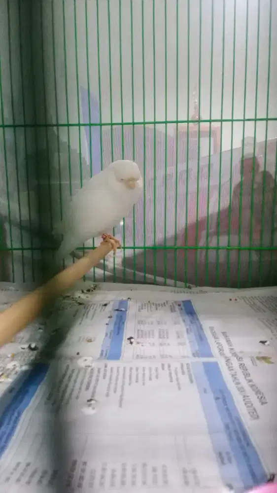 Kenari Ys tkf 22 minus katarak