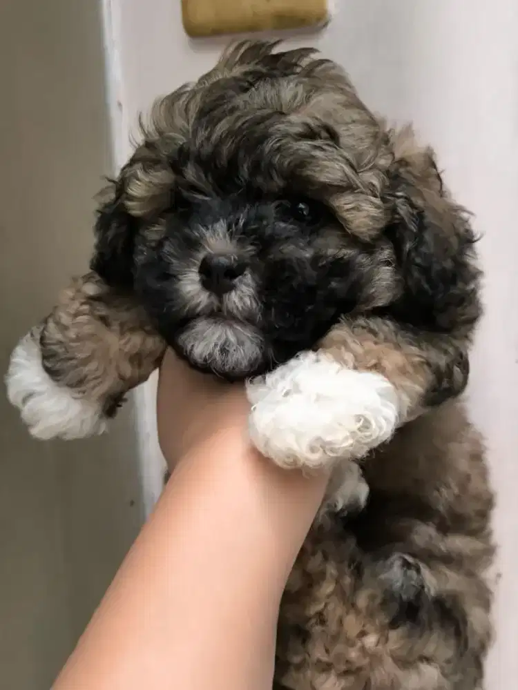 Shihtzu mix poodle
