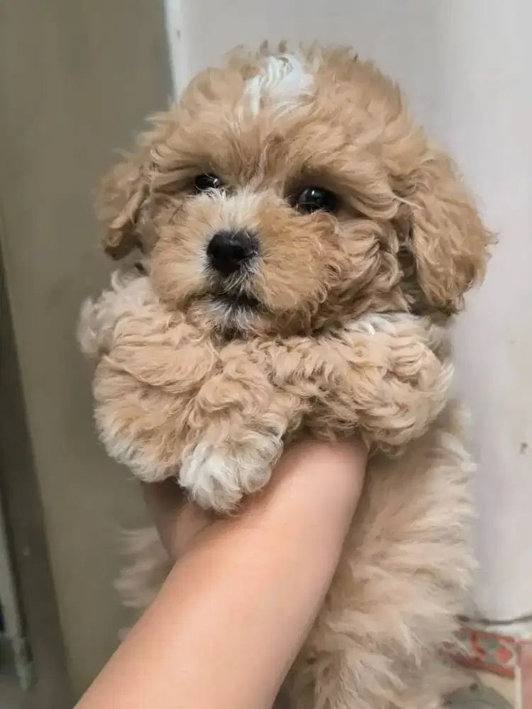 Shihtzu mix poodle