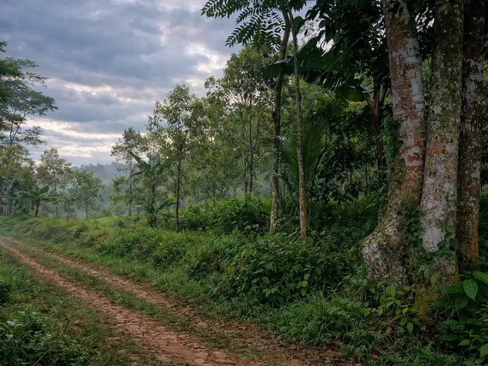 Jual Kebun Cengkeh Produktif di Panawangan Ciamis