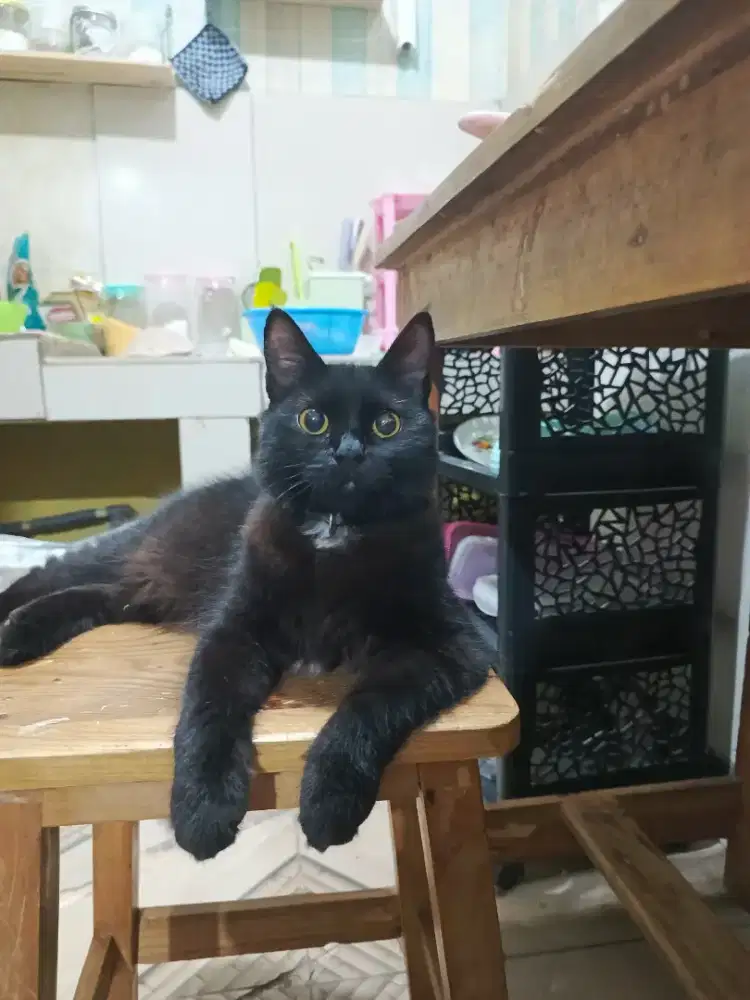 kucing persia anggora betina nama: oreo